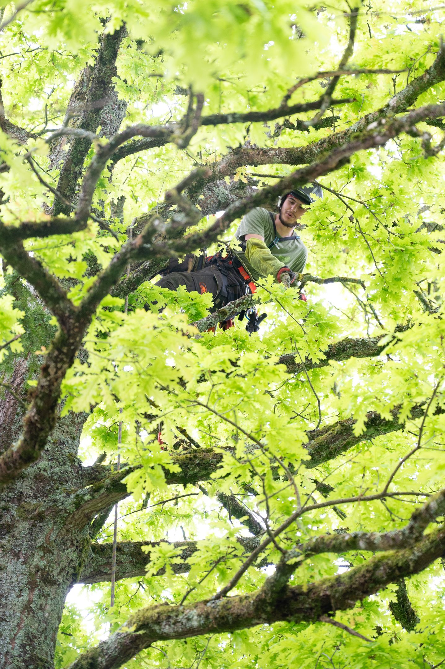 Nos arboristes au service de vos arbres